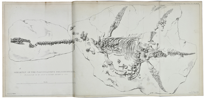 Plesiosaur dolich